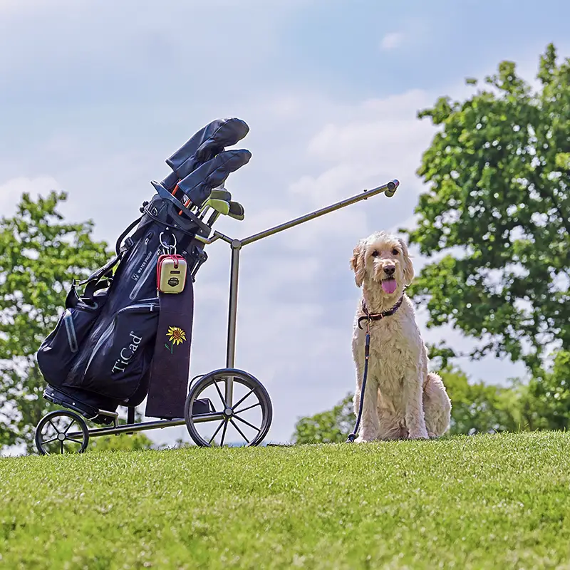 Par for the Paws - Wonder Paws Rescue